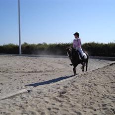 Welsh Pony (sec B) Silver