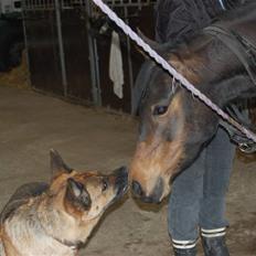 Anden særlig race Columbine 