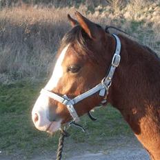 Welsh Pony (sec B) Bjerregårds Leonardo 
