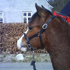 Welsh Pony (sec B) Bjerregårds Leonardo 