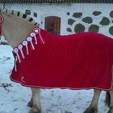 Fjordhest Rosetta *Den klareste stjerne på himlen!*