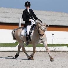 Fjordhest Rosetta *Den klareste stjerne på himlen!*