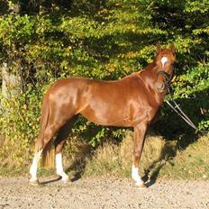 Dansk Varmblod Kielsgaardens Komtesse