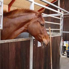 Dansk Varmblod Kielsgaardens Komtesse