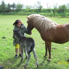 Islænder Katla fra Thorup(solgt