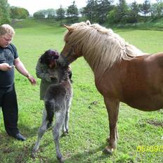 Islænder Katla fra Thorup(solgt