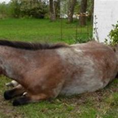 Anden særlig race Hedins anna-bella (solgt)