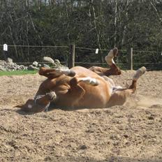 Dansk Varmblod Lamour / Standly