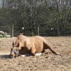 Dansk Varmblod Lamour / Standly