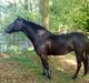 Welsh Pony (sec B) Callunas Keeshia