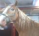 Haflinger Heraues