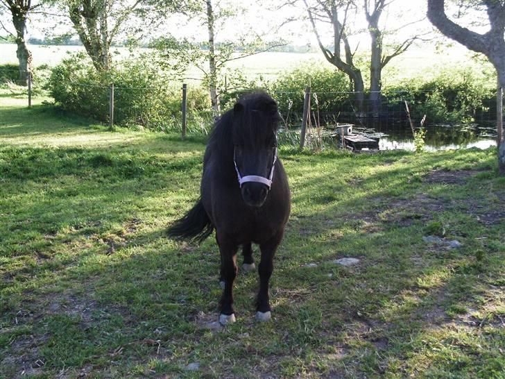 Shetlænder Elvis - Bellevis :p billede 16