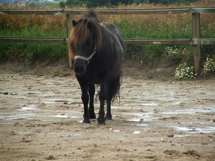 Shetlænder Elvis - På ridebanen :p billede 20