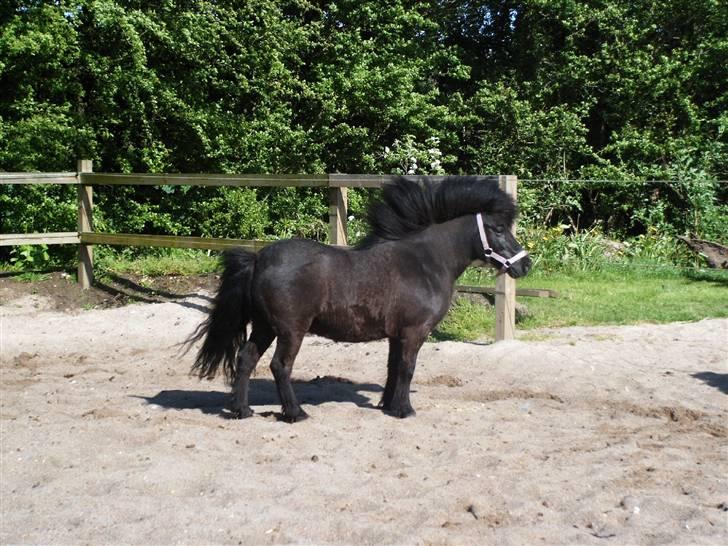 Shetlænder Elvis - Vind i håret :) billede 21