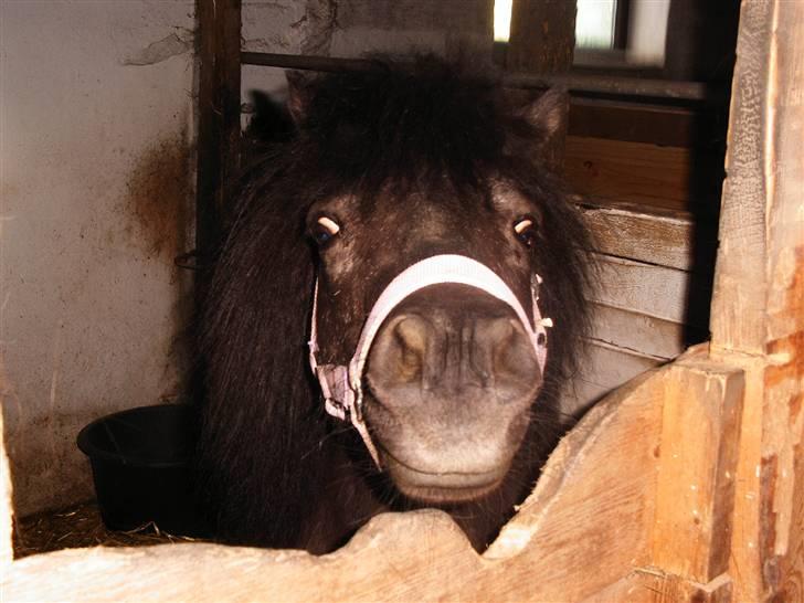 Shetlænder Elvis billede 22