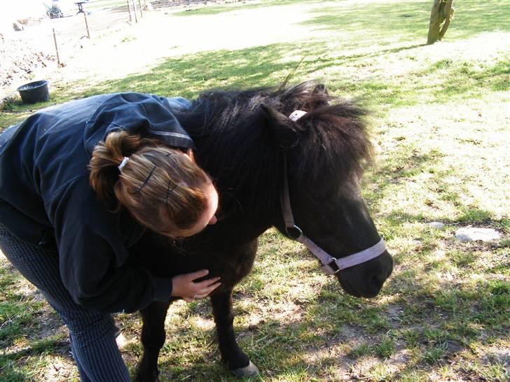 Shetlænder Elvis billede 23