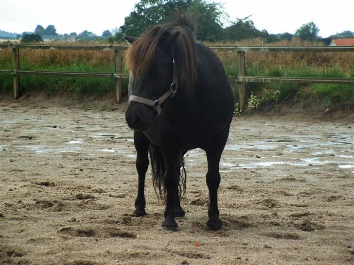 Shetlænder Elvis billede 26