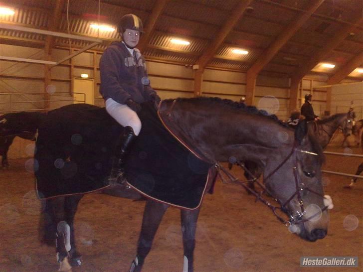 Holstener Miserable (solgt) - stævne på ville billede 20