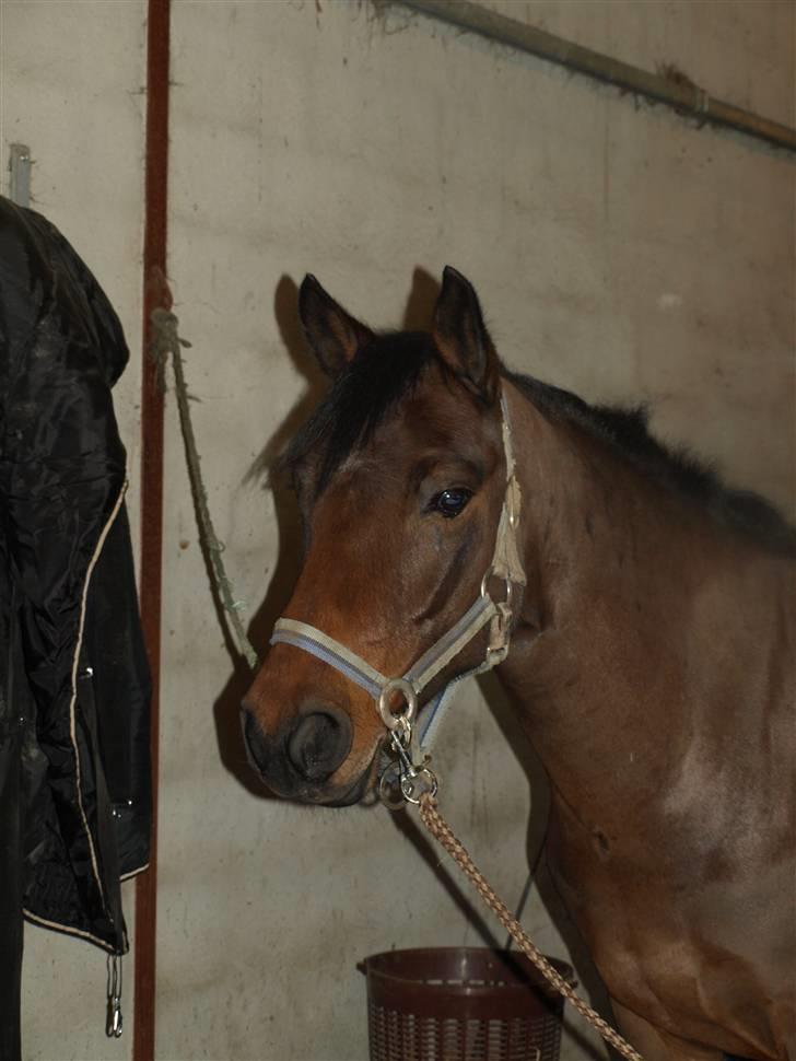 Connemara Pegasus solgt billede 18