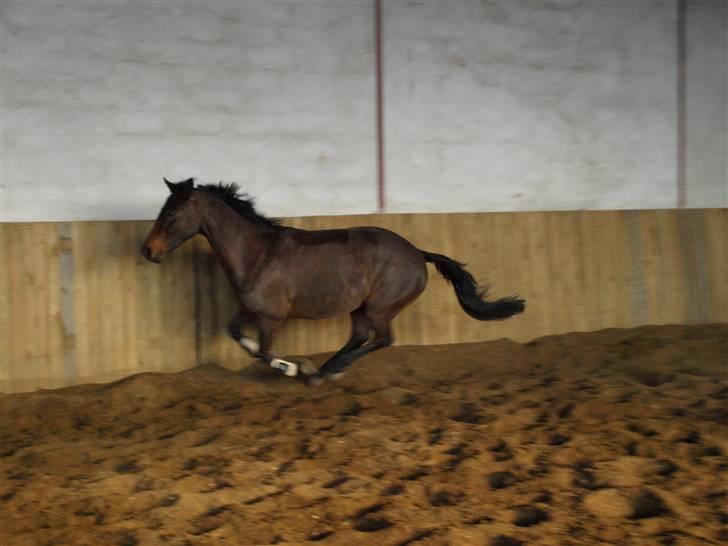 Connemara Pegasus solgt billede 19