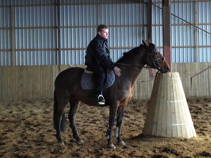 Connemara Pegasus solgt billede 20