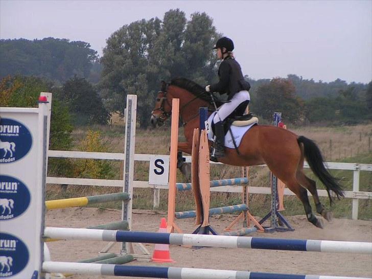 Anden særlig race Tue R.I.P - rideklubben vestervang billede 13