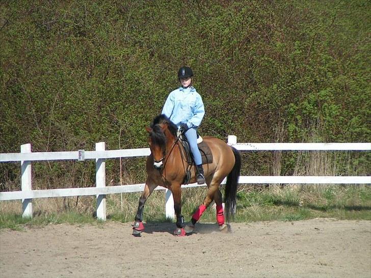 Anden særlig race Tue R.I.P - dressur billede 14