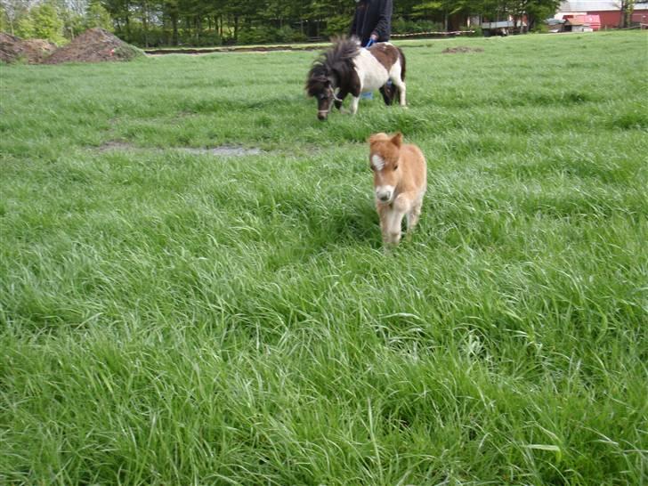 Miniature Filur - Jeg galoper :) billede 2