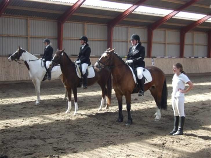 Pinto Apatchie A'nikka billede 3