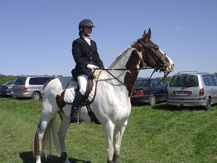 Pinto Apatchie A'nikka billede 4