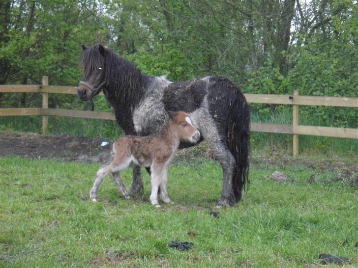 Miniature Filur billede 3