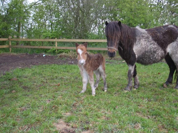 Miniature Filur - Heej ! billede 4