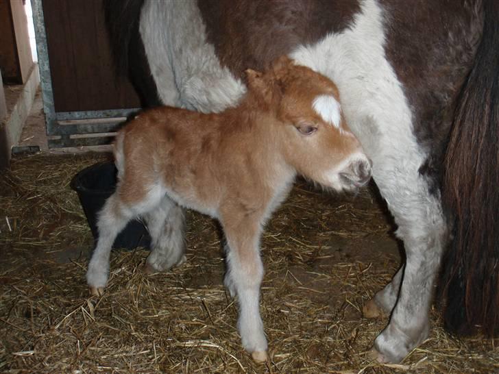 Miniature Filur billede 5