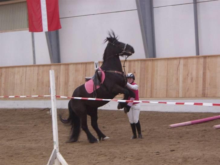 Anden særlig race Hautain de Stal Bly (Odin) - Odin ville ikke have rytter på igen... Ponygames  billede 19