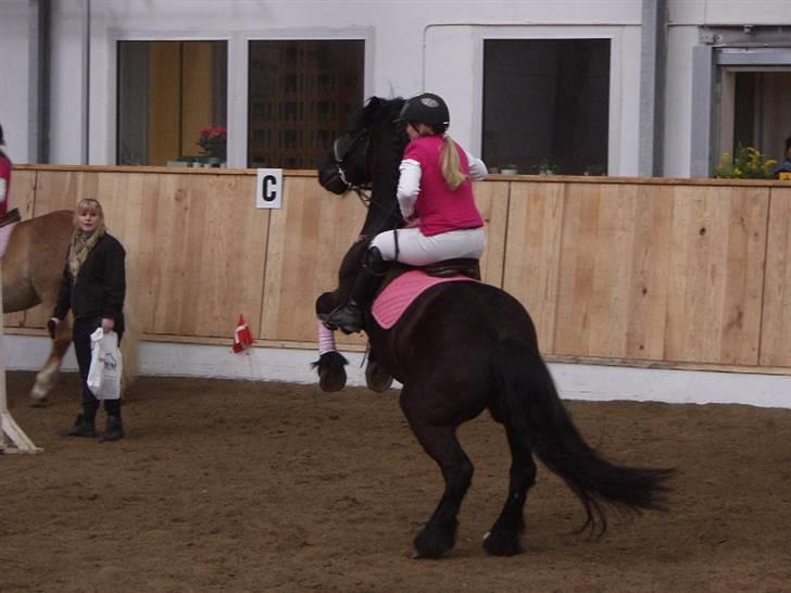 Anden særlig race Hautain de Stal Bly (Odin) billede 20