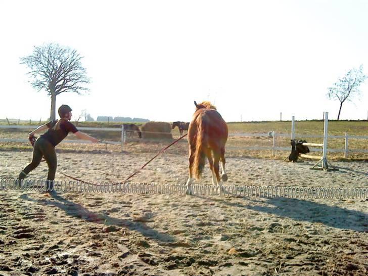 Pinto Svalegårdens Hemmingway billede 11