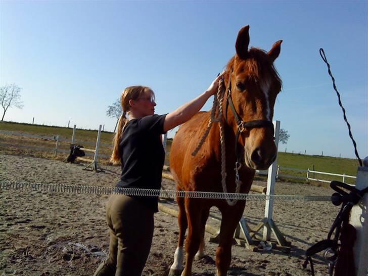 Pinto Svalegårdens Hemmingway billede 12