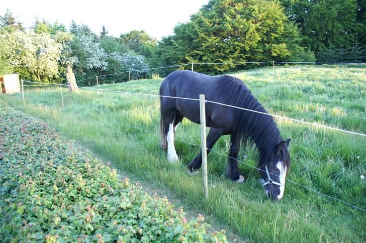 Irish Cob Sir Albert - Albert da vi fik ham i Maj 2008. billede 4