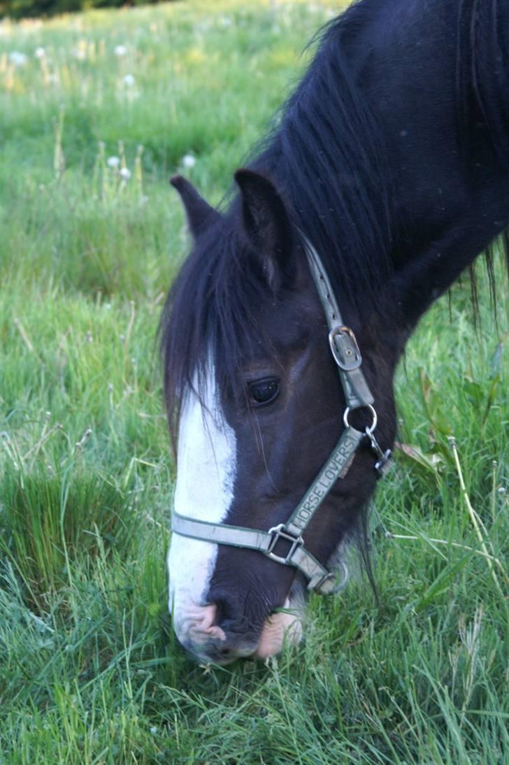 Irish Cob Sir Albert - Albert da vi fik ham i Maj 2008. billede 5