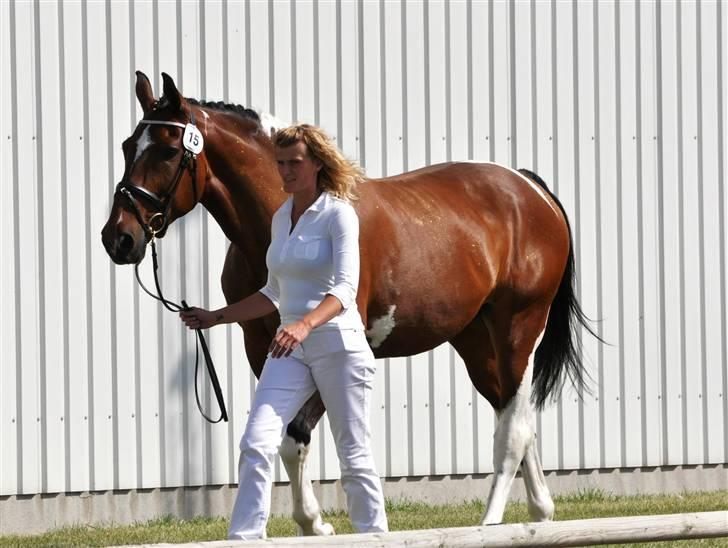 Svensk Varmblod Leia - Kåring 2009 billede 10