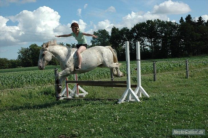 Noriker julius drømmeponyen<3 - vi storler 100% på hinanden <3:D billede 10