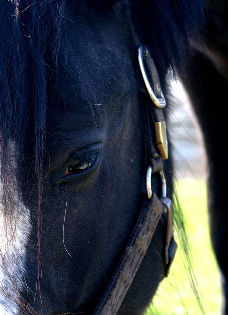 Irish Cob Sir Albert - Albert fantastiske ansigt billede 7