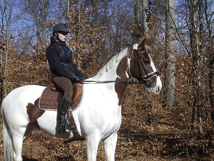 Pinto Apatchie A'nikka billede 5