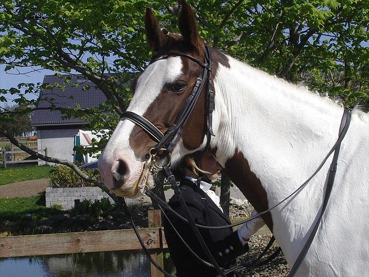 Pinto Apatchie A'nikka billede 6