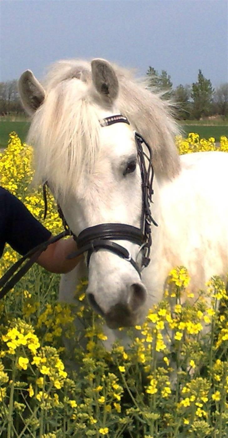 Anden særlig race Mr. Mayson billede 8