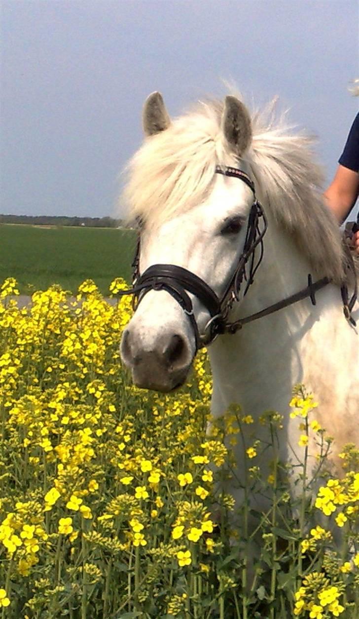 Anden særlig race Mr. Mayson billede 9