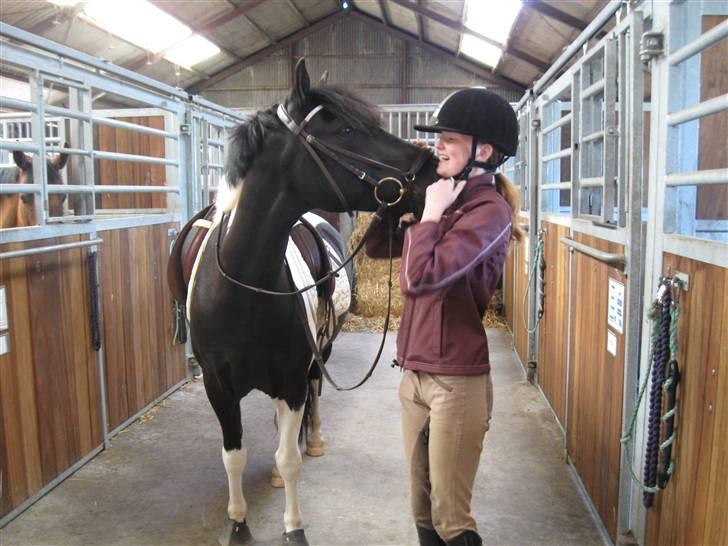 Pinto Fast Spirit -Solgt- - På vej til træning D. 18. Juni 09 billede 15