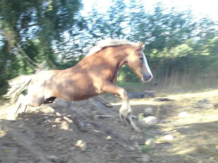 Dartmoor skovbrynets burat (split) solgt  - velkommmen til skovbrynet´s burat ´s profil <3 billede 1