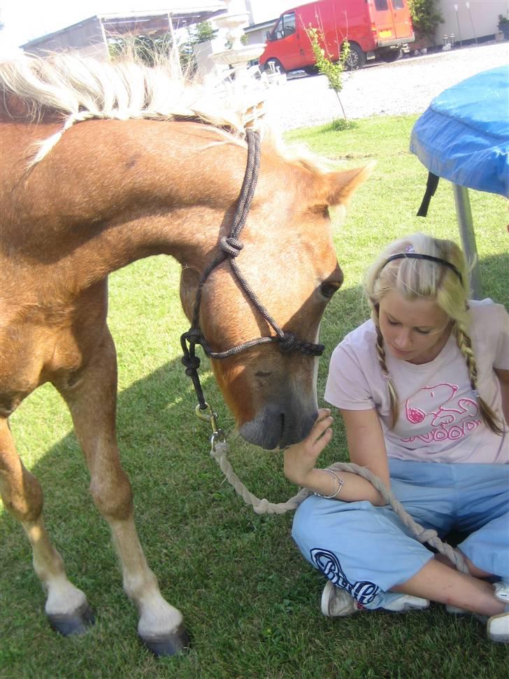 Dartmoor skovbrynets burat (split) solgt  - du er såå dejlig basse <3 billede 2