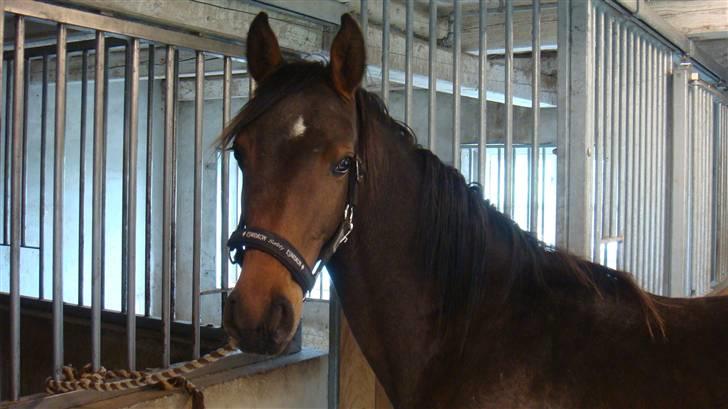 Holstener Caviola billede 8